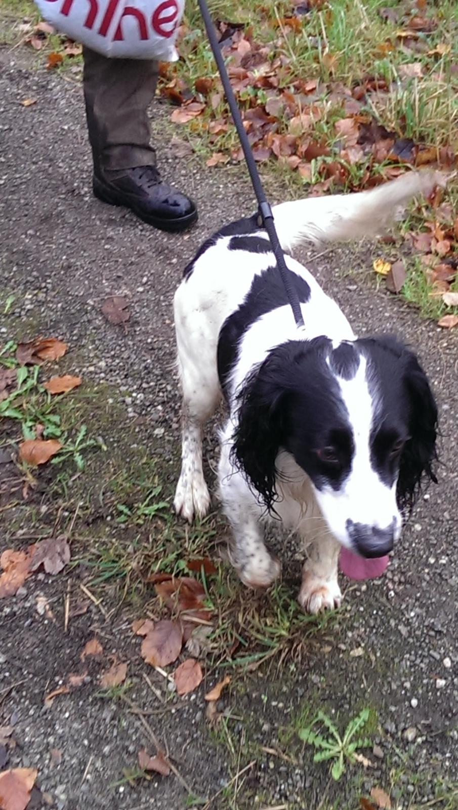 Field Trial Springer Spaniel rex billede 21