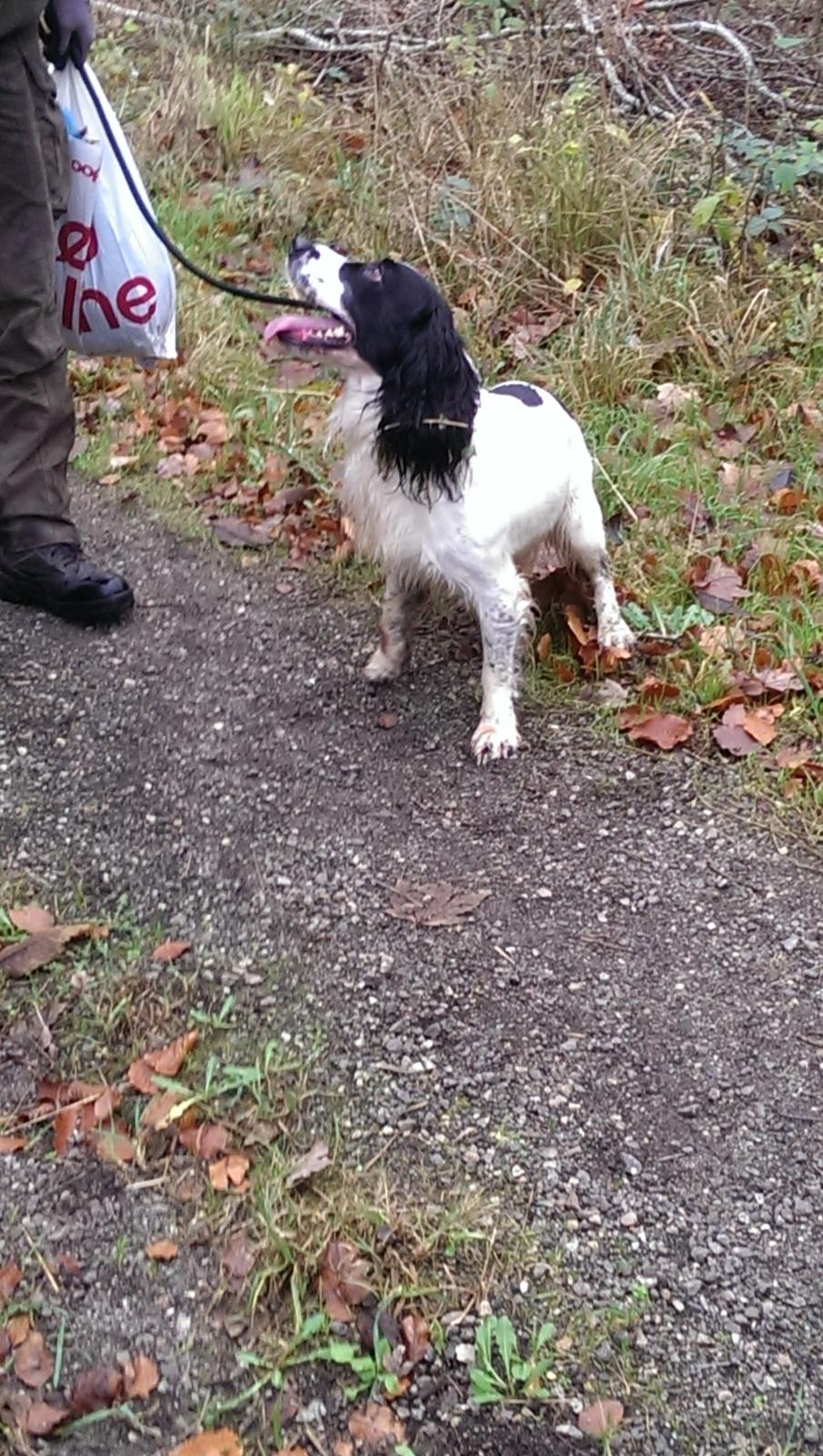 Field Trial Springer Spaniel rex billede 22