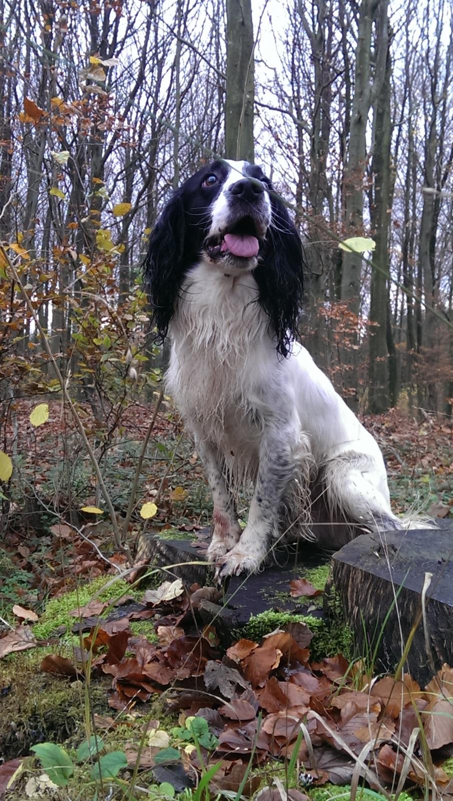 Field Trial Springer Spaniel rex billede 23