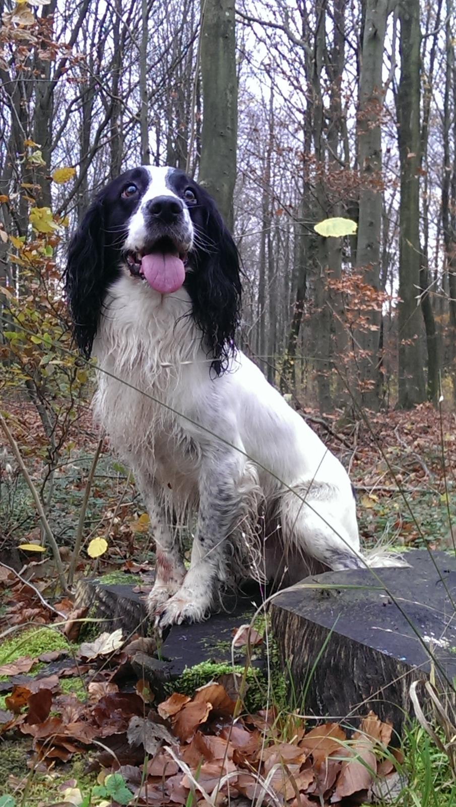 Field Trial Springer Spaniel rex billede 24