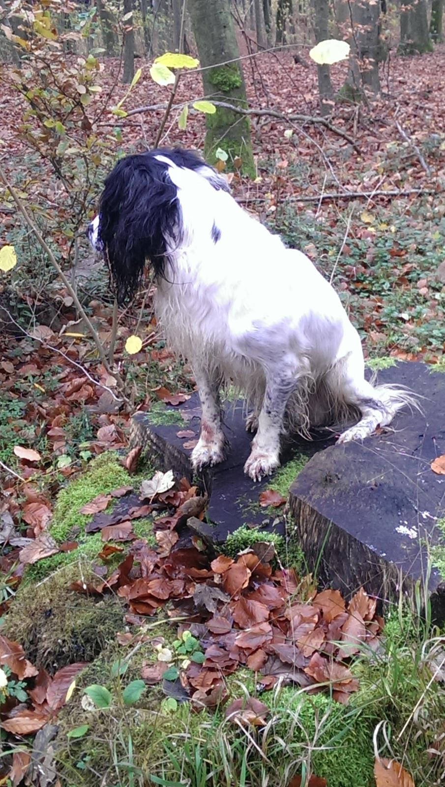 Field Trial Springer Spaniel rex billede 25