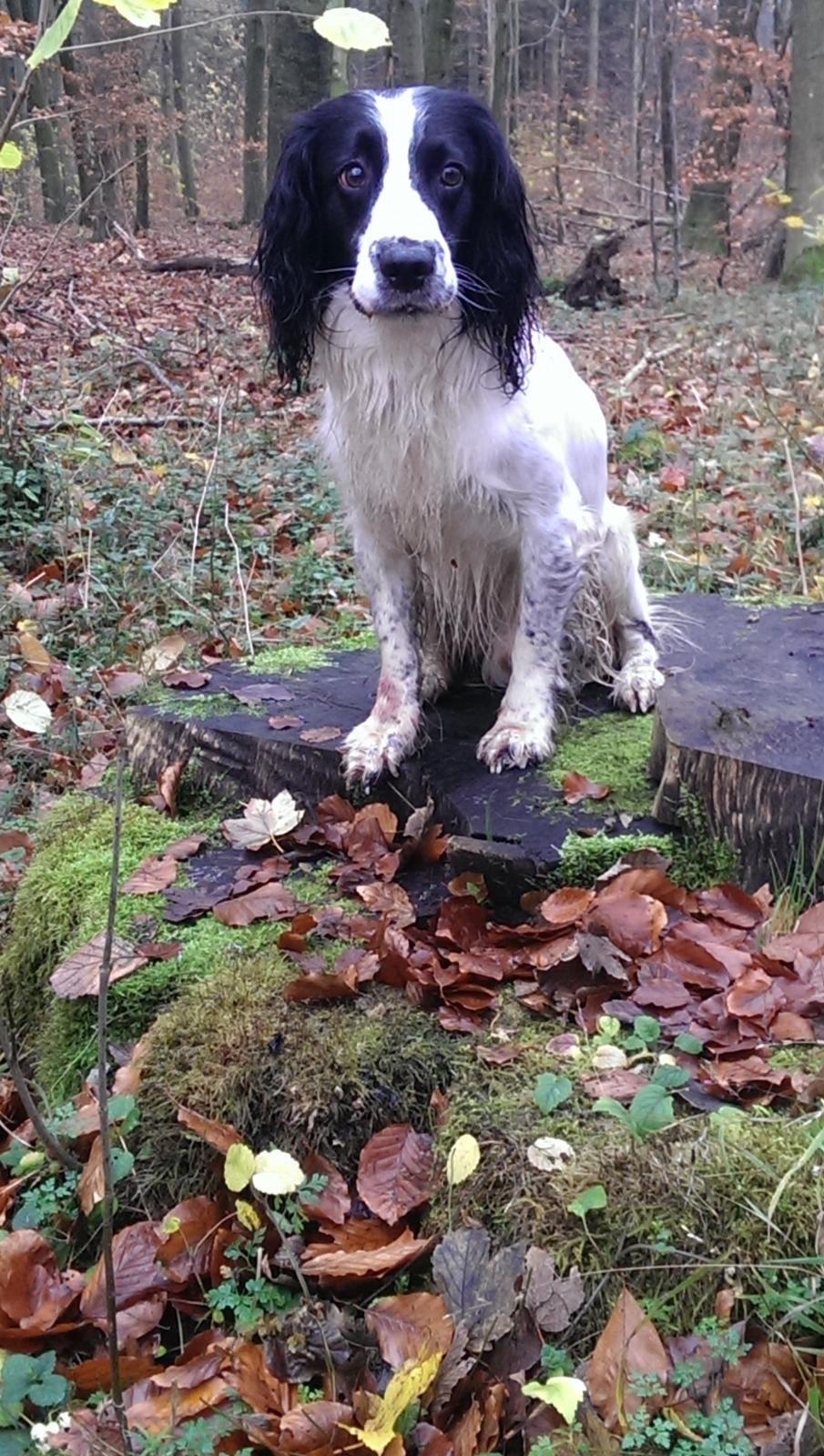 Field Trial Springer Spaniel rex billede 26