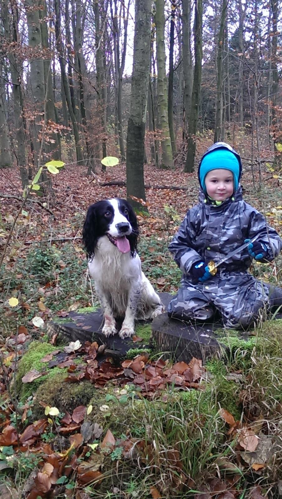 Field Trial Springer Spaniel rex billede 27