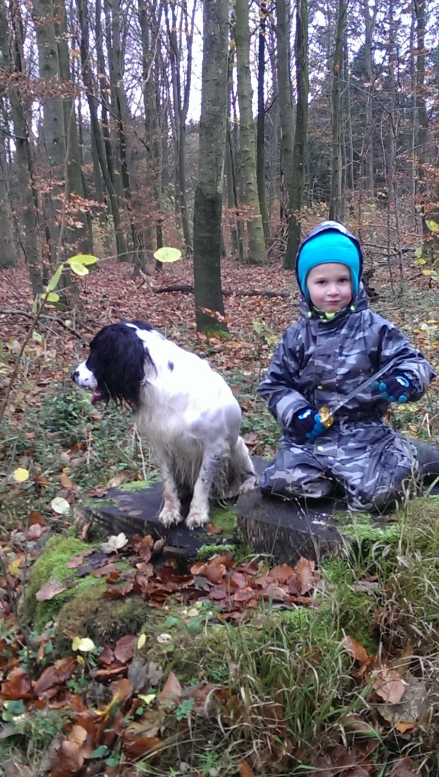 Field Trial Springer Spaniel rex billede 28