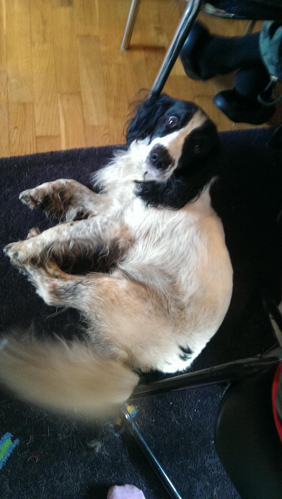 Field Trial Springer Spaniel rex billede 29