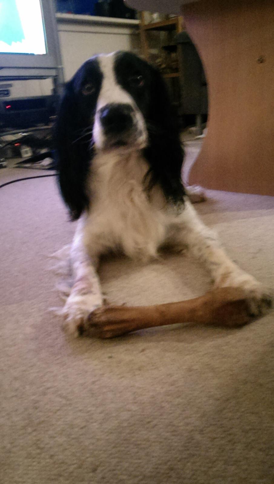 Field Trial Springer Spaniel rex billede 30