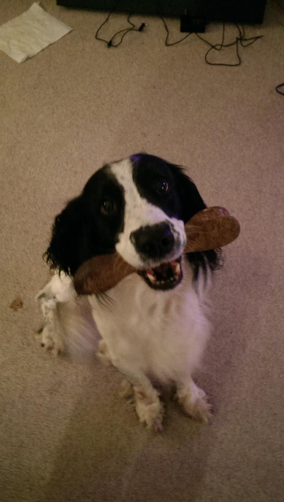 Field Trial Springer Spaniel rex billede 31