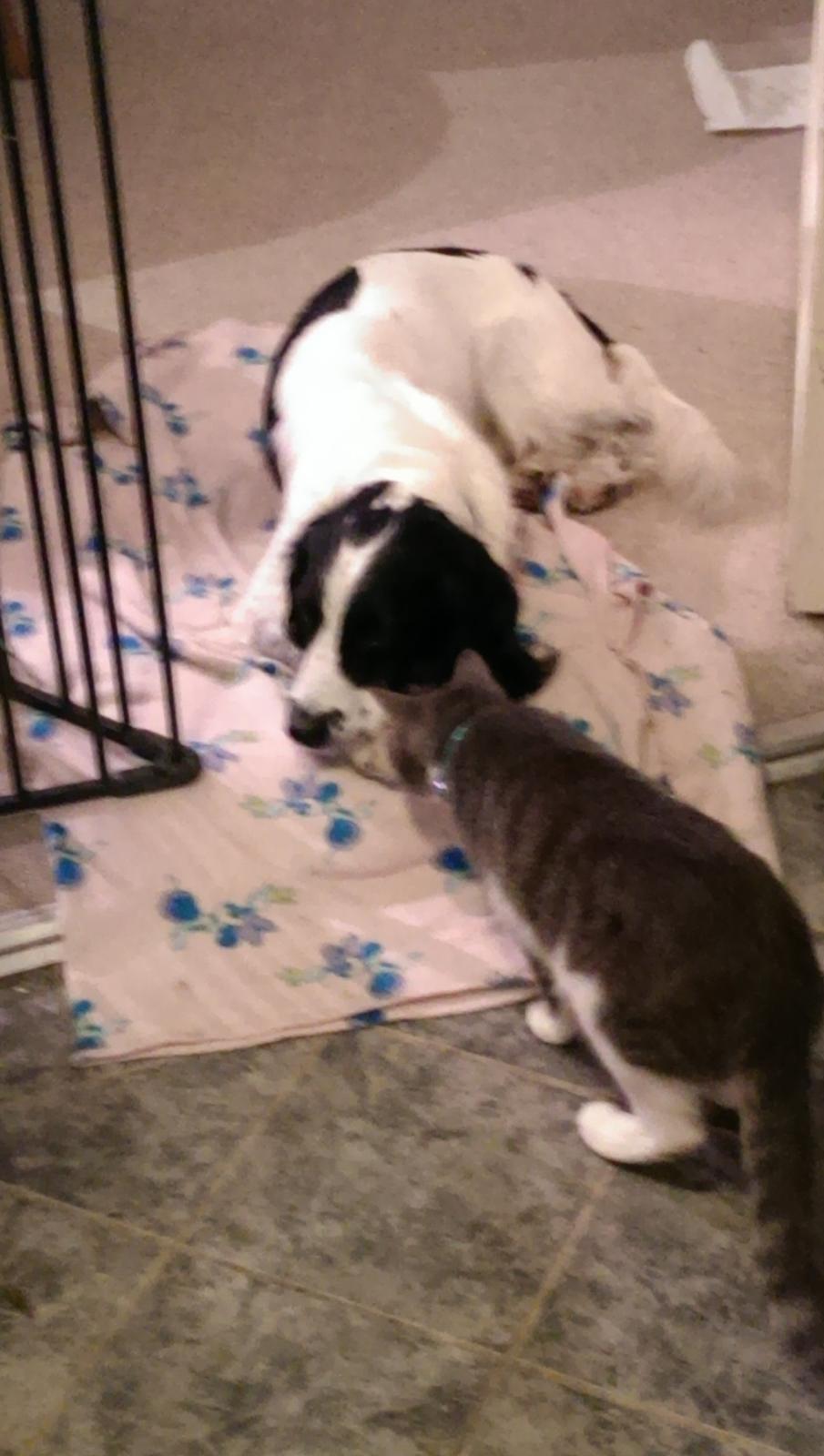 Field Trial Springer Spaniel rex billede 37