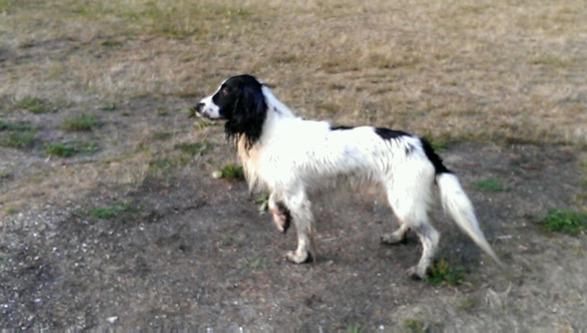 Field Trial Springer Spaniel rex billede 38