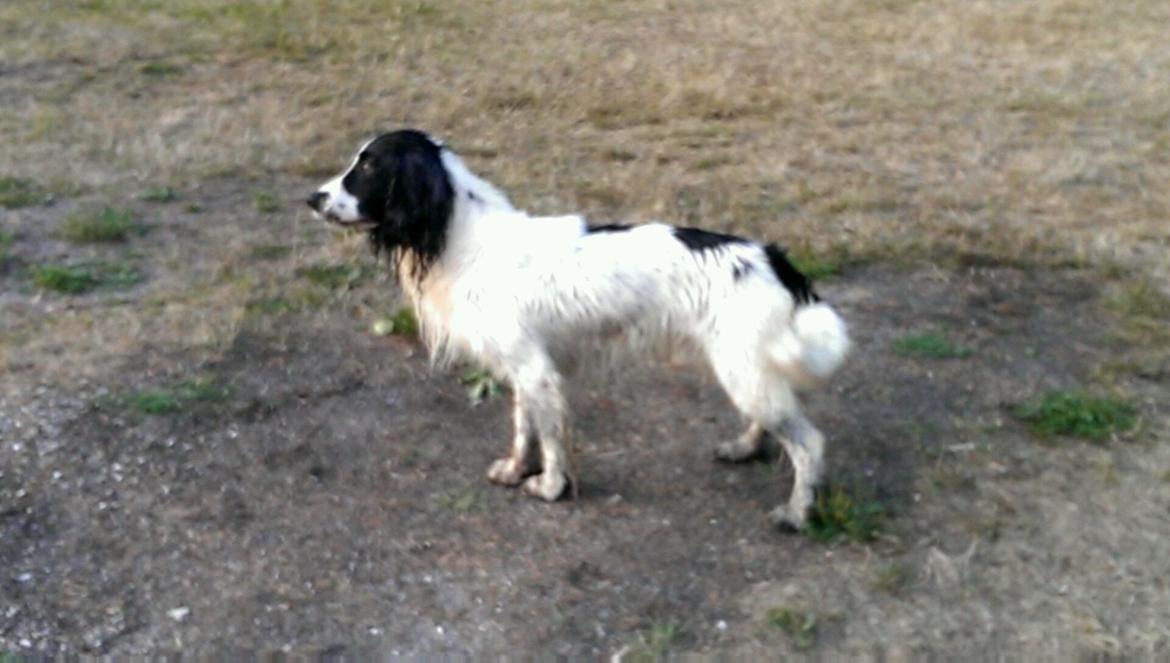 Field Trial Springer Spaniel rex billede 39