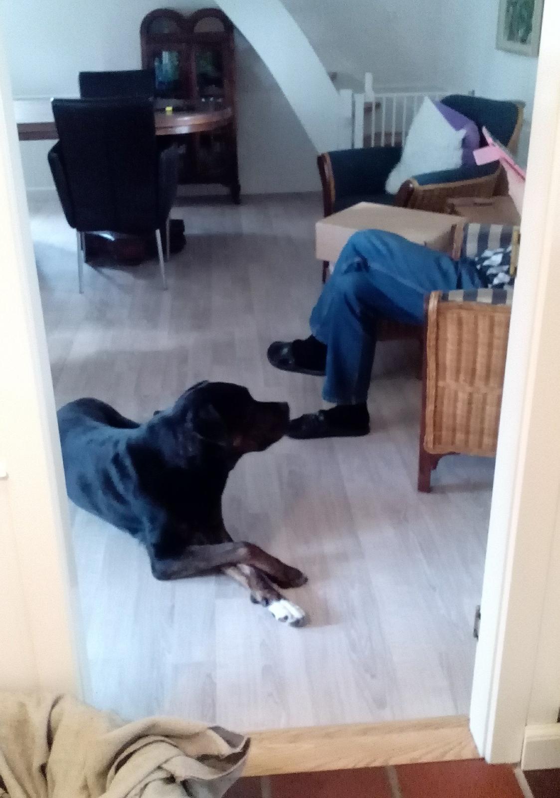 Blanding af racer Felix - Hund, som ejer...  billede 22