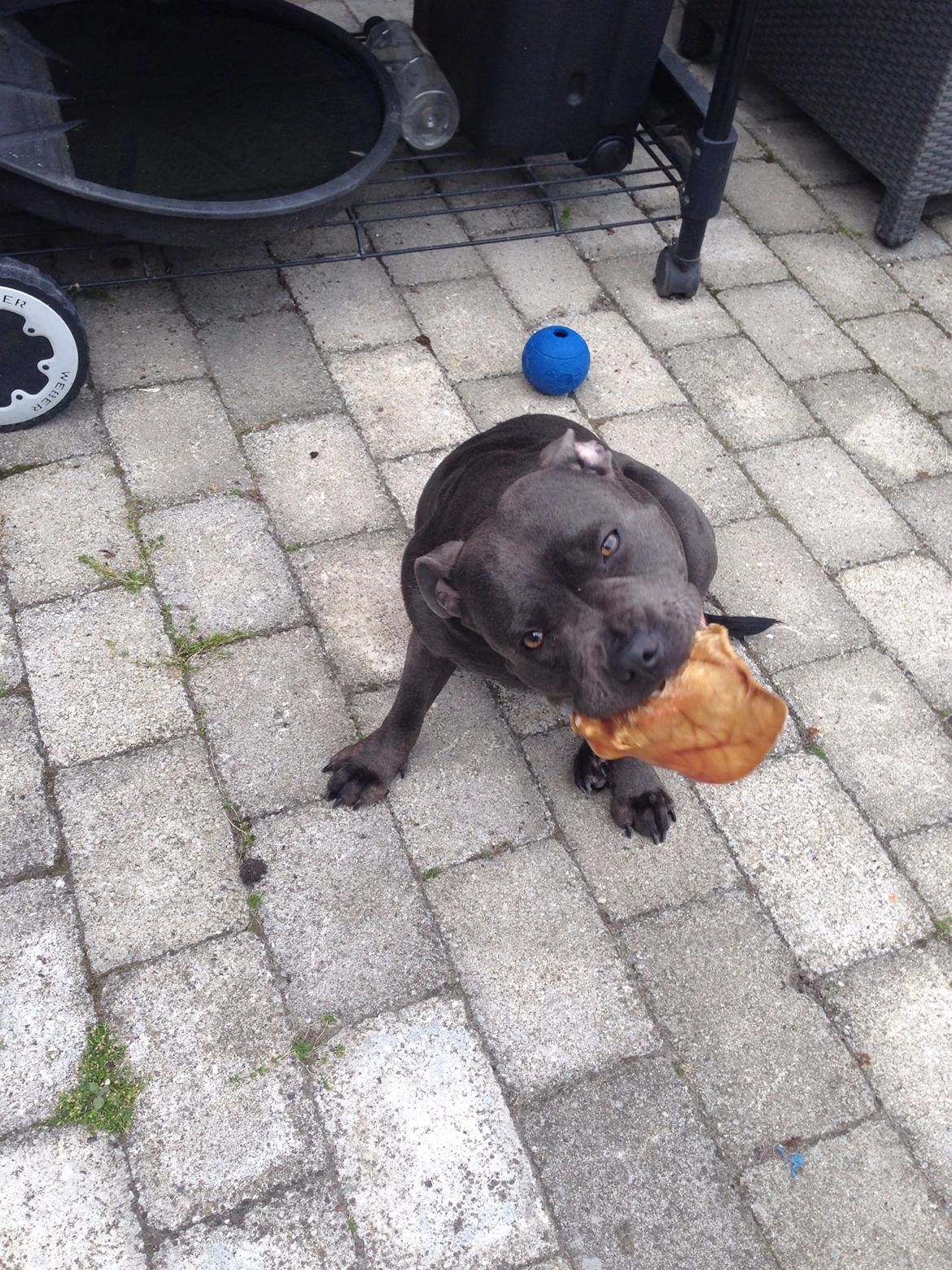 Staffordshire bull terrier Müsli billede 13