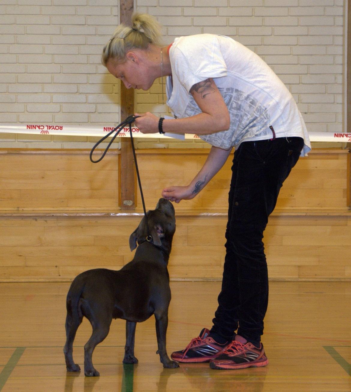 Staffordshire bull terrier Müsli billede 14