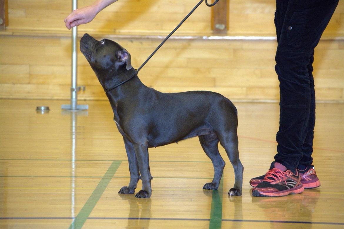 Staffordshire bull terrier Müsli billede 15