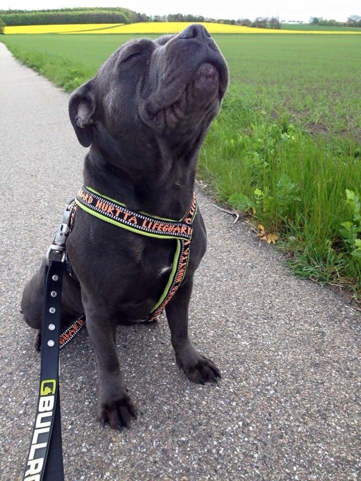 Staffordshire bull terrier Müsli billede 18