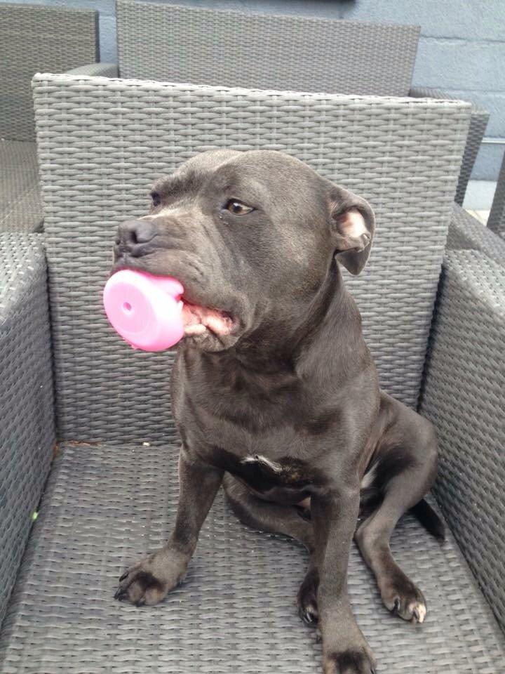 Staffordshire bull terrier Müsli billede 20