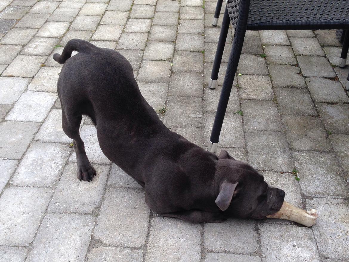 Staffordshire bull terrier Müsli billede 16