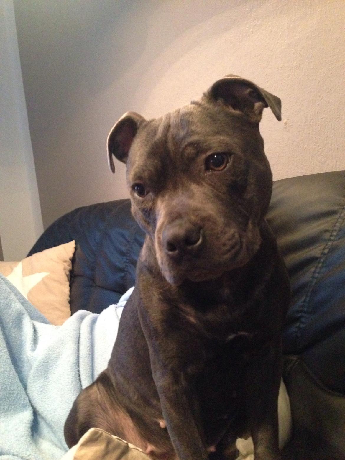 Staffordshire bull terrier Müsli billede 25