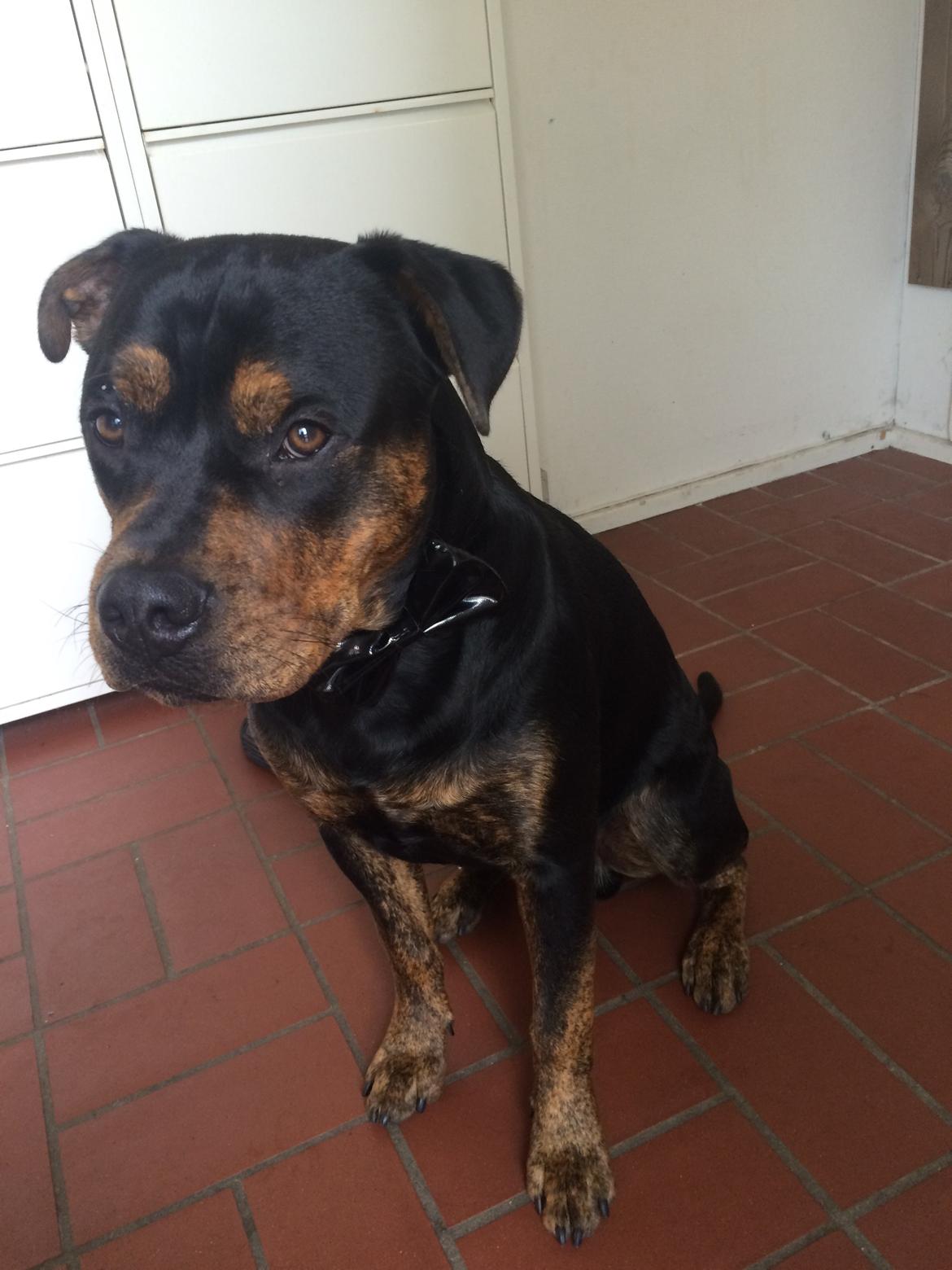 Blanding af racer Congo billede 6