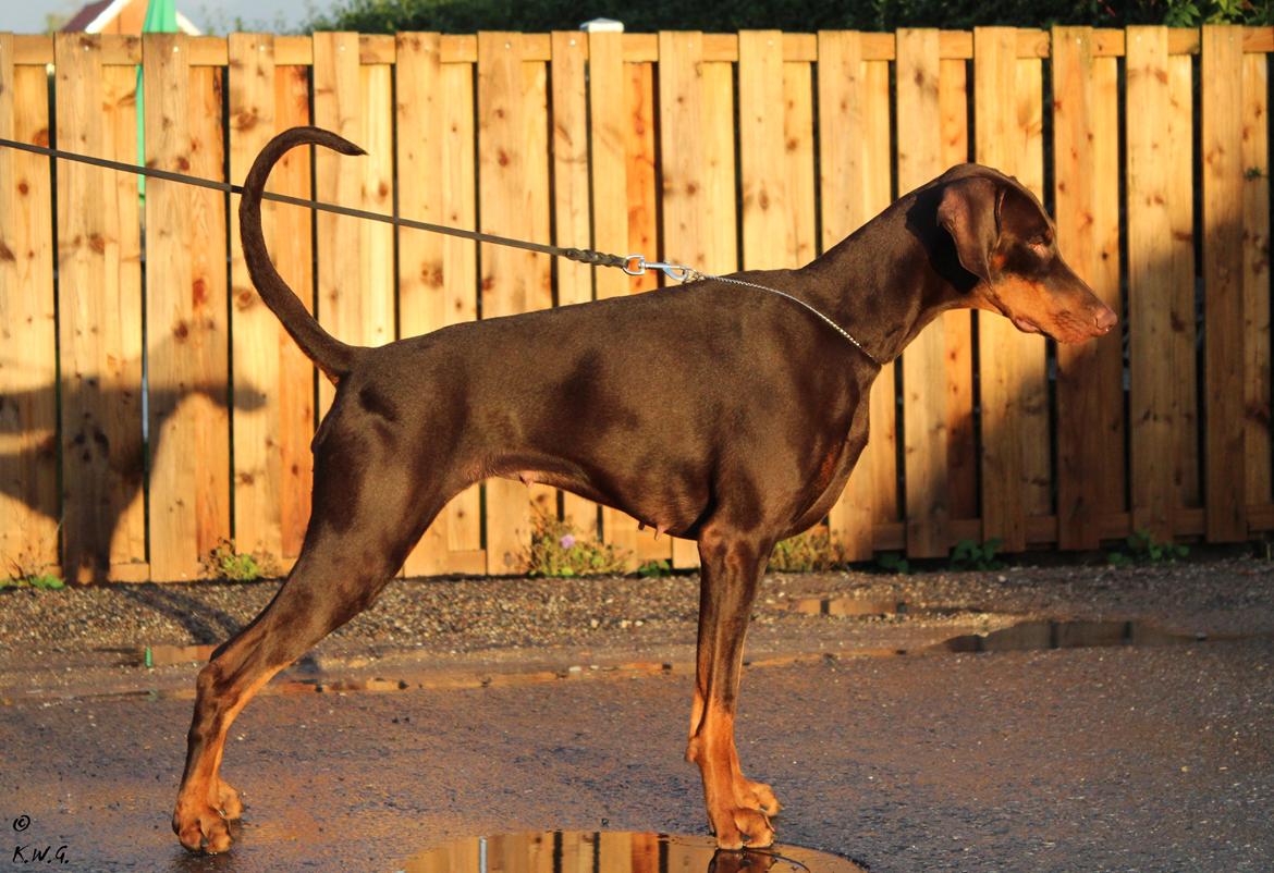 Dobermann LJCH From Island Korsika A Mill. $ Baby (Cocio) billede 1