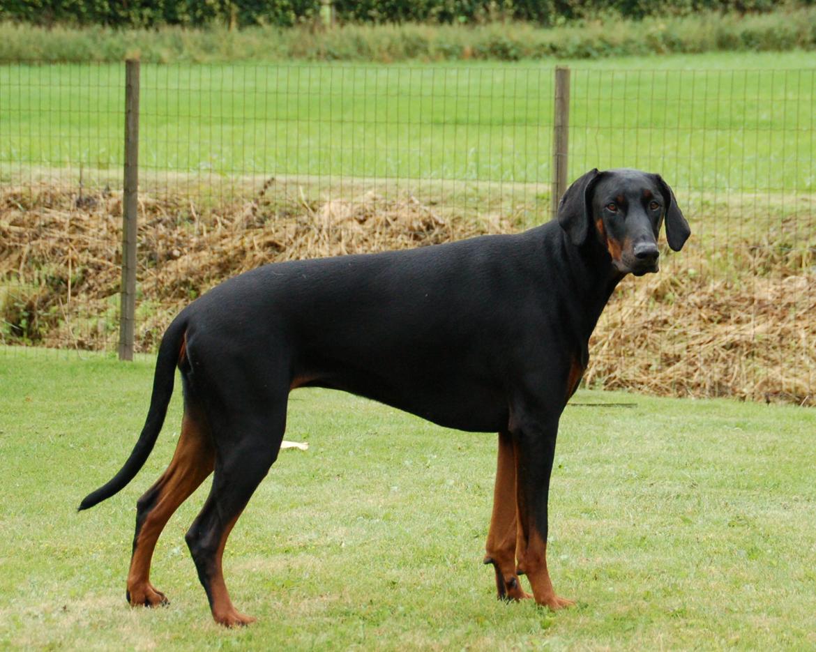Dobermann Flottenheimer Perle billede 2