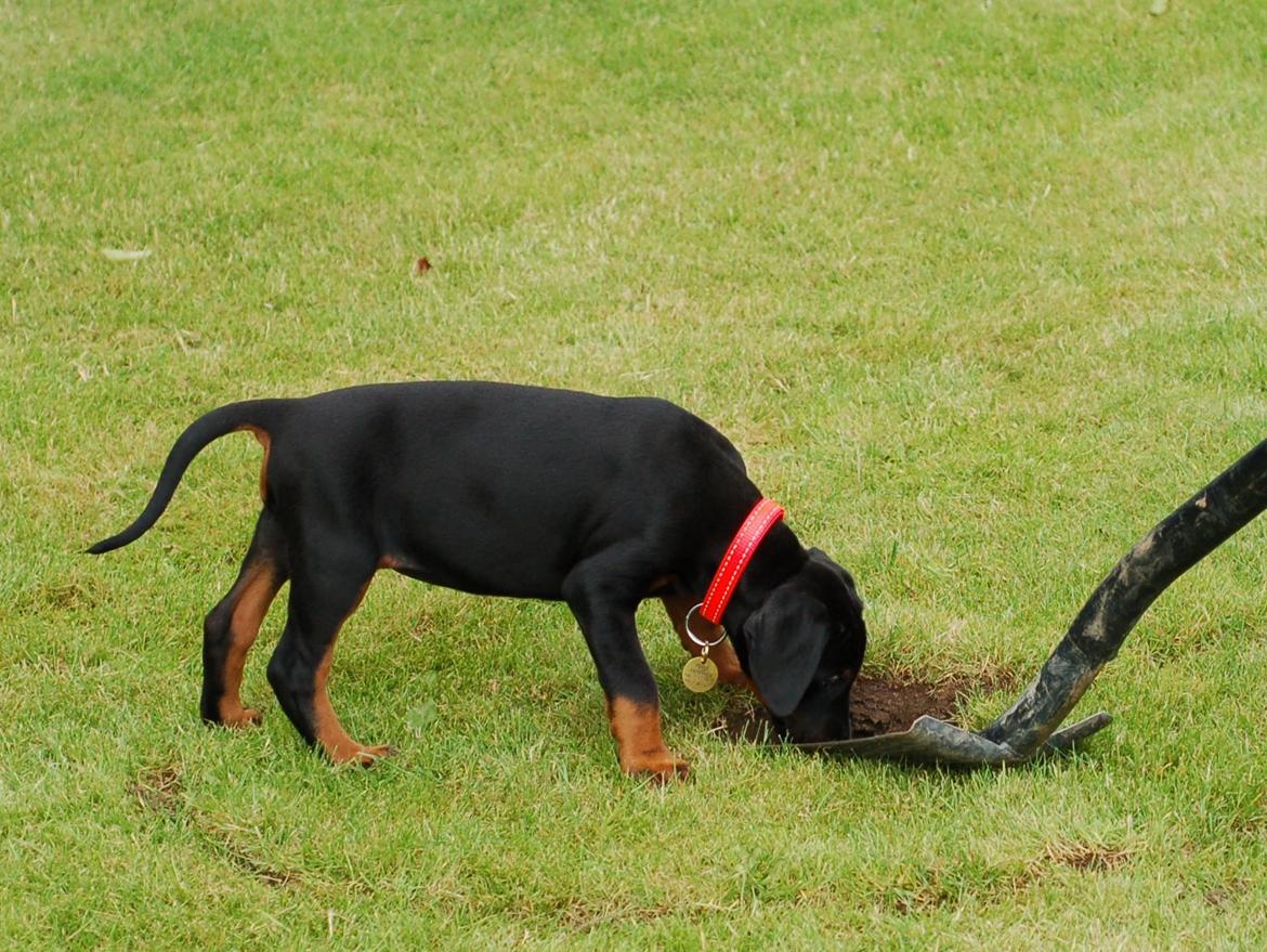 Dobermann Flottenheimer Perle billede 3