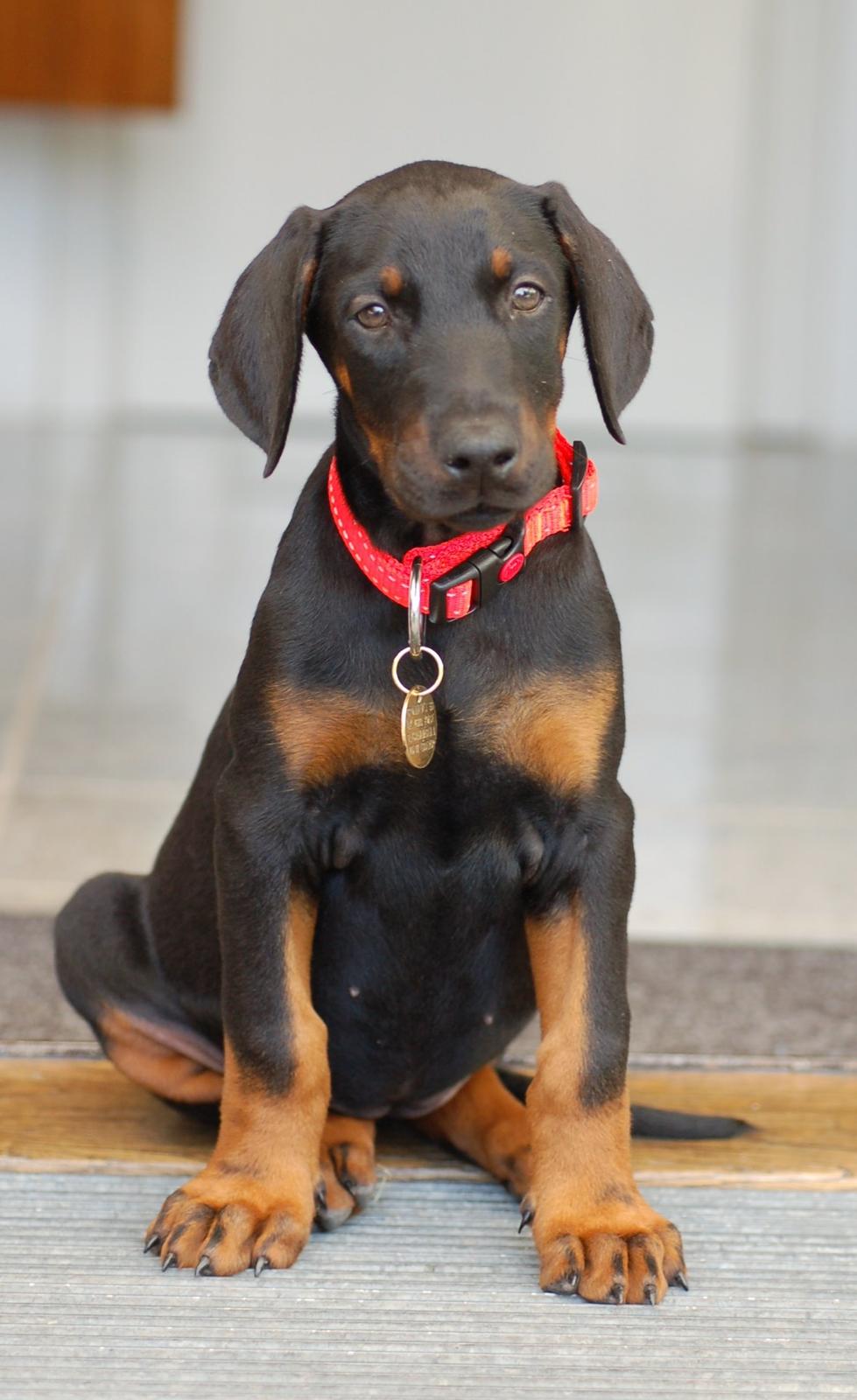 Dobermann Flottenheimer Perle billede 4