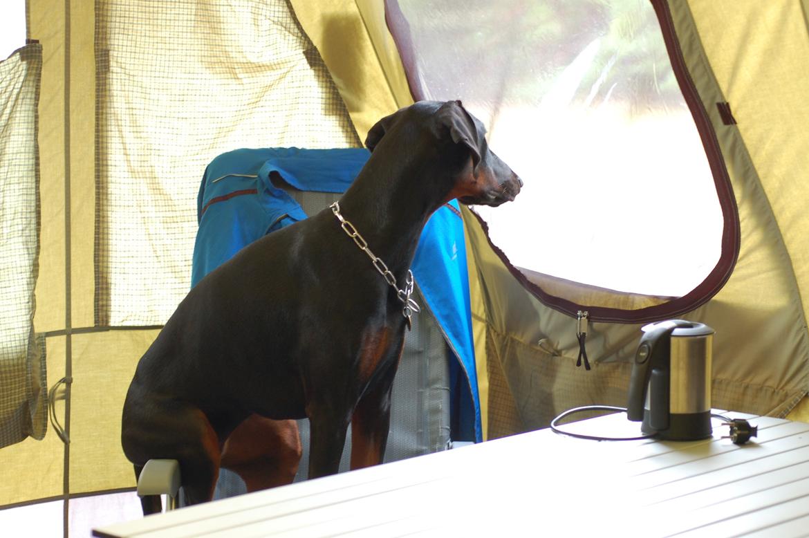 Dobermann Flottenheimer Perle billede 5