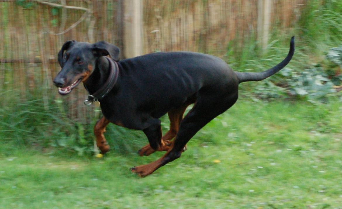 Dobermann Flottenheimer Perle billede 6
