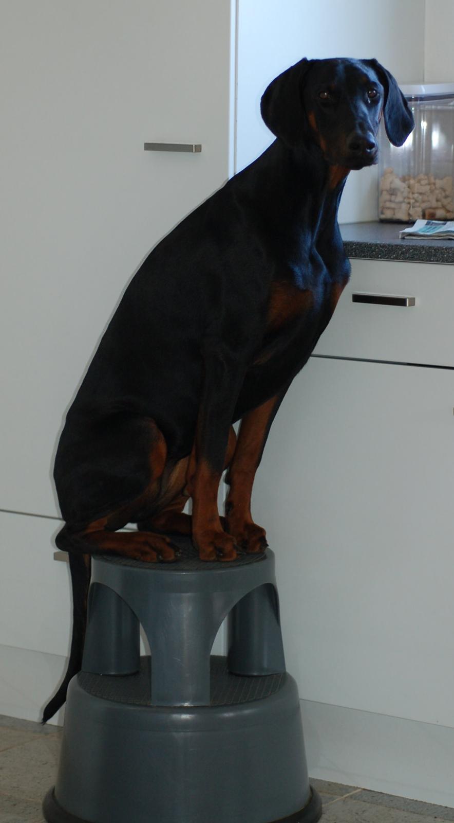 Dobermann Flottenheimer Perle billede 7