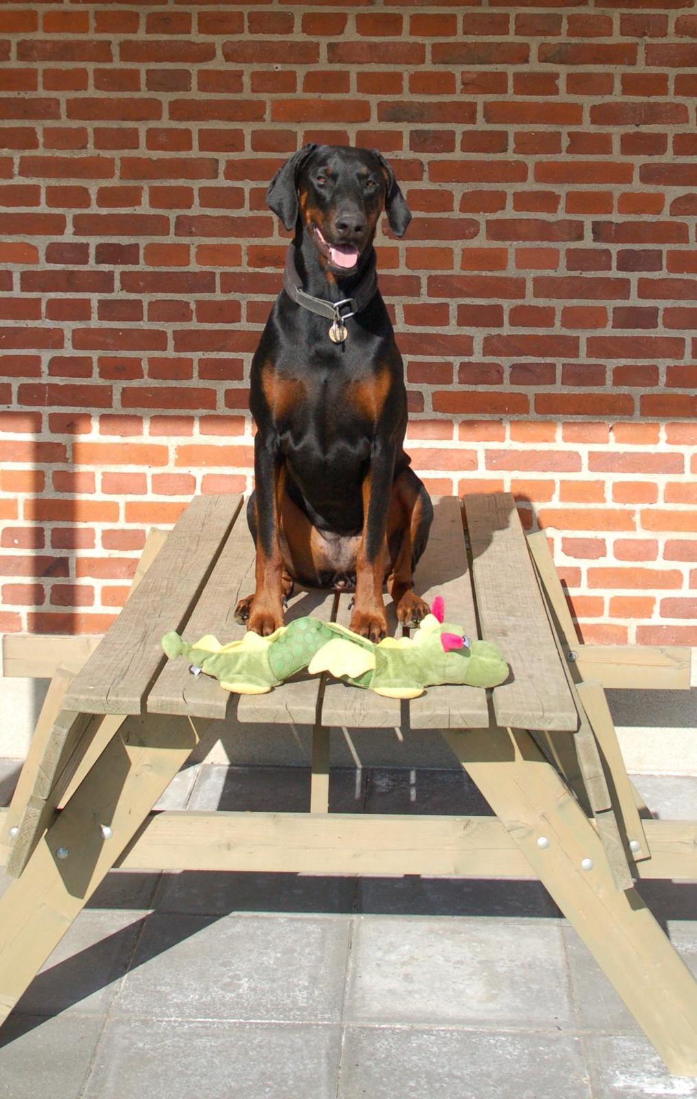 Dobermann Flottenheimer Perle billede 8