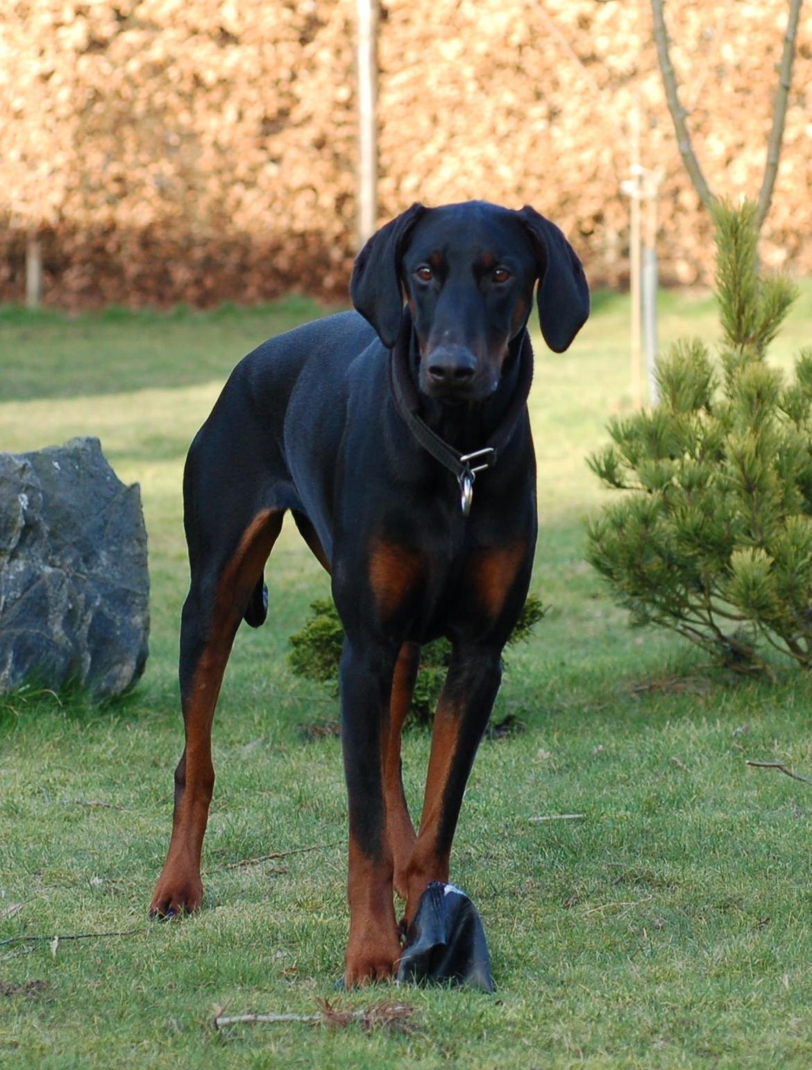Dobermann Flottenheimer Perle billede 9