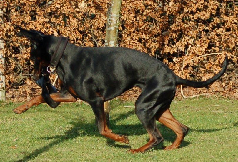 Dobermann Flottenheimer Perle billede 10