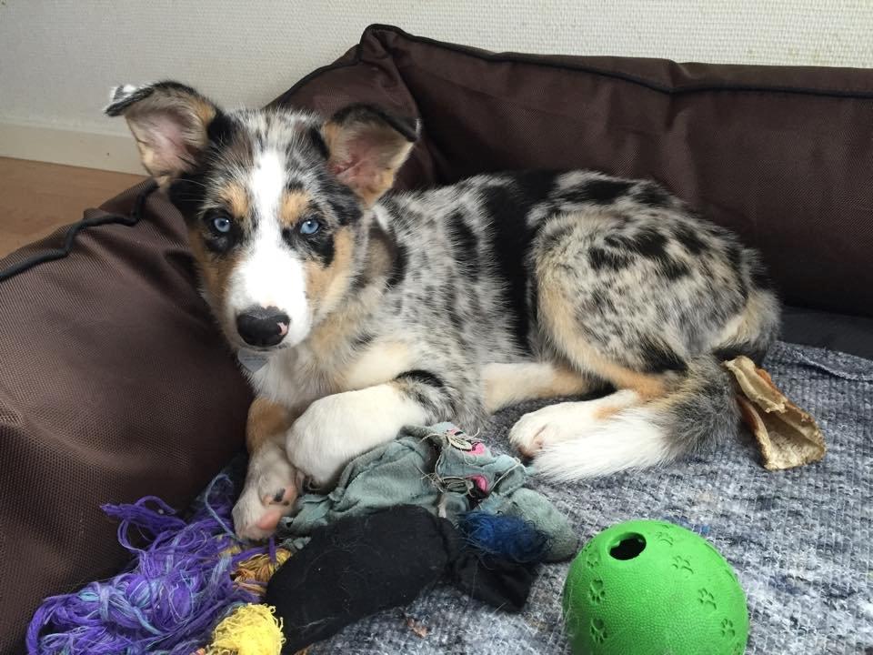 Blanding af racer Ellie billede 11