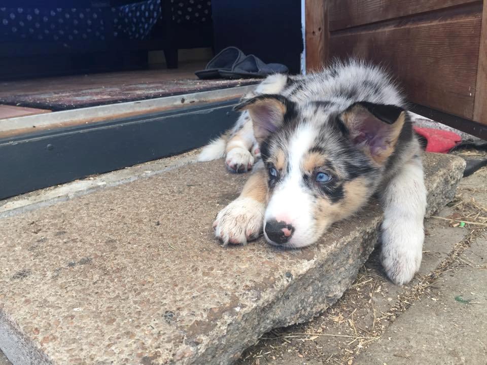 Blanding af racer Ellie billede 12