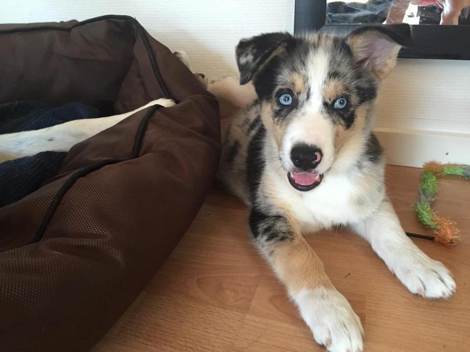 Blanding af racer Ellie billede 10