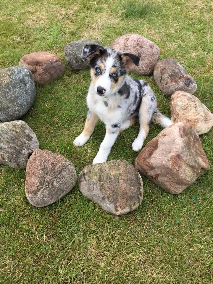 Blanding af racer Ellie billede 13