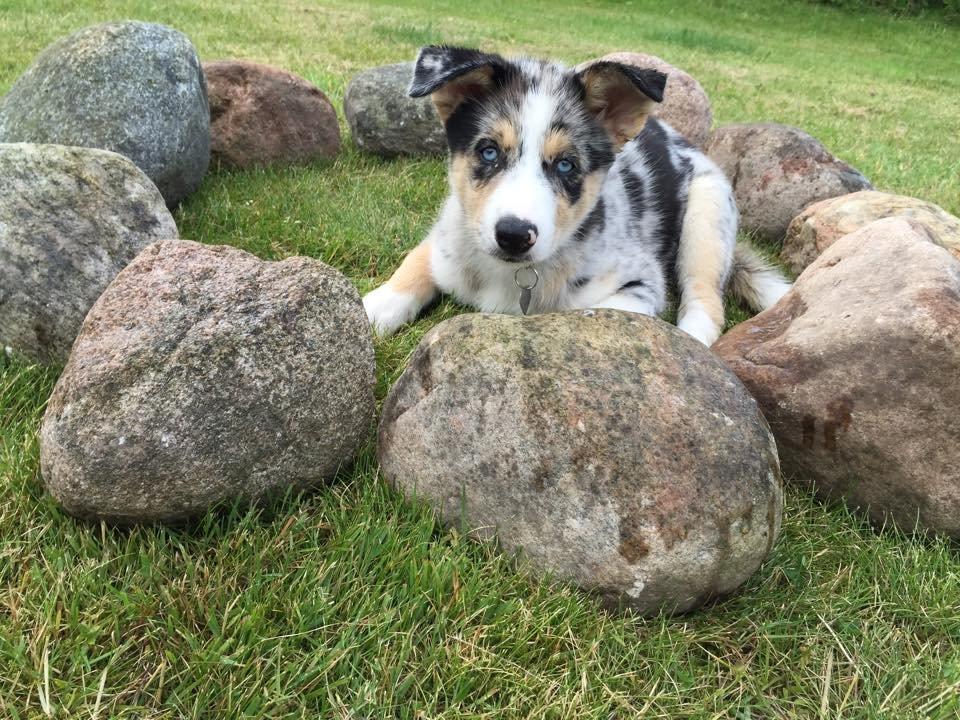 Blanding af racer Ellie billede 2