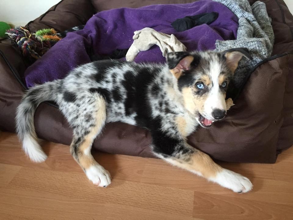 Blanding af racer Ellie billede 15