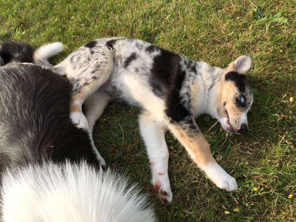 Blanding af racer Ellie billede 14