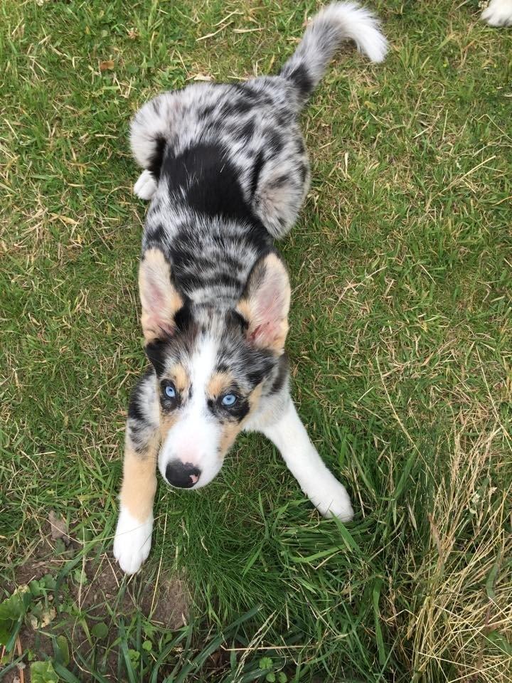 Blanding af racer Ellie billede 17