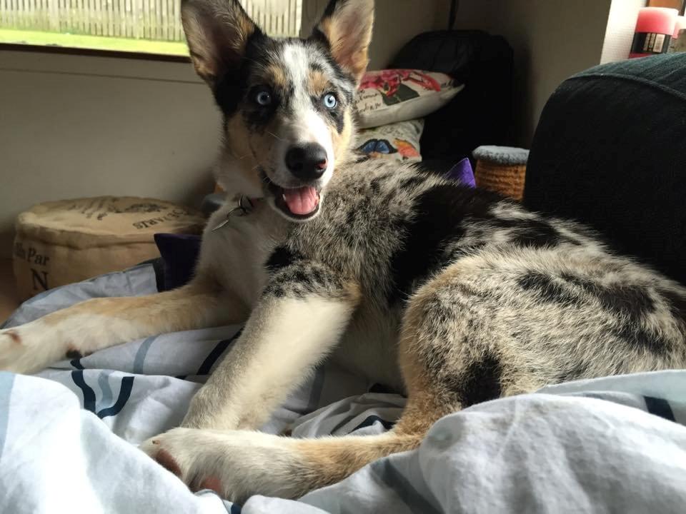 Blanding af racer Ellie billede 9