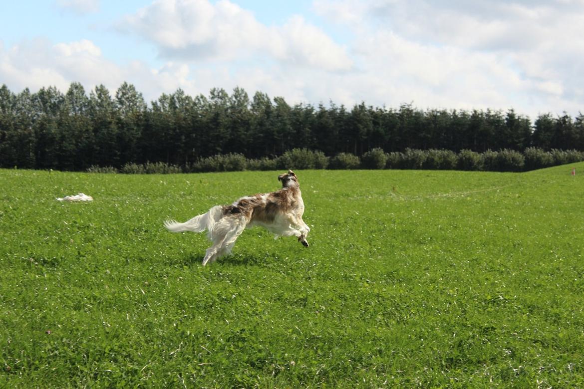 Borzoi Rotteberg aka Rotte - til LC billede 49