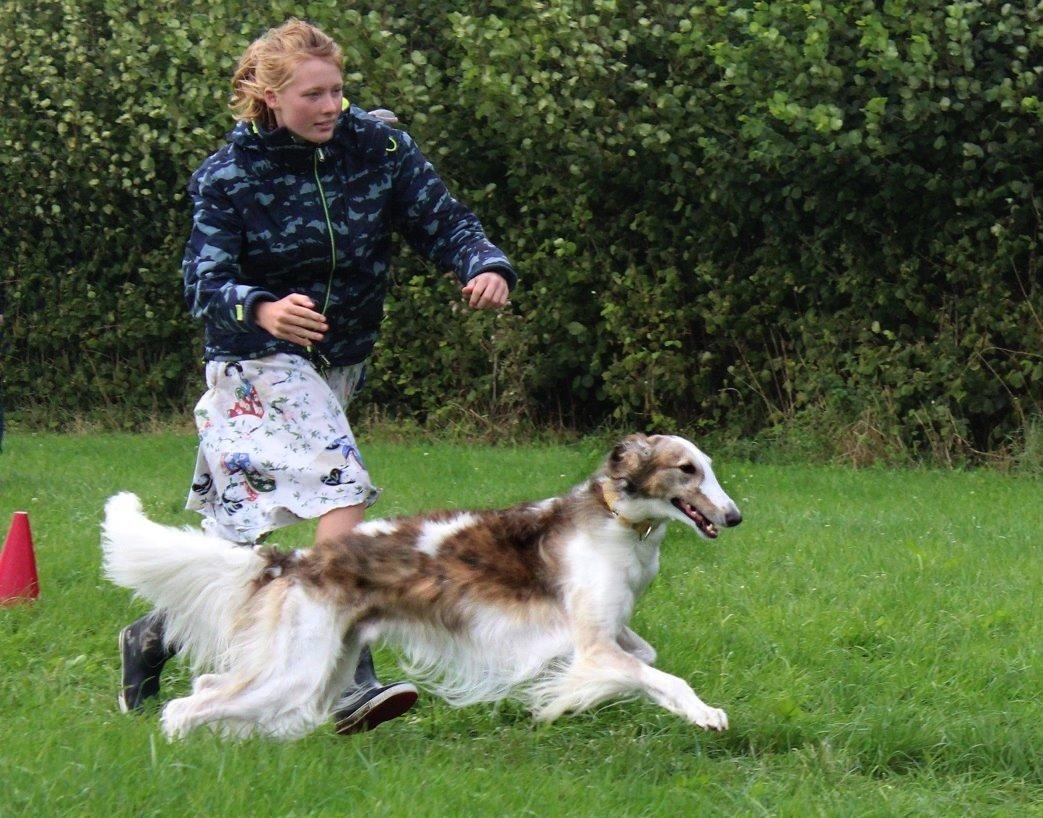 Borzoi Rotteberg aka Rotte - Fuld fart frem til LC træning billede 1