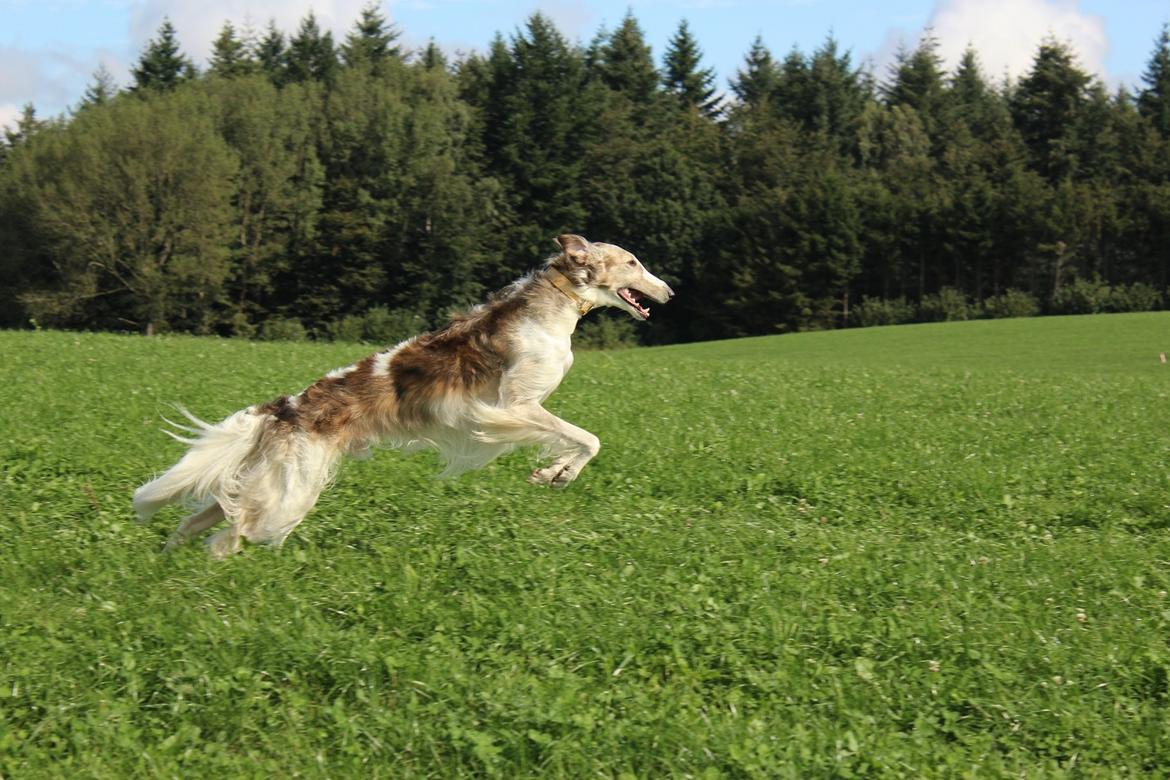 Borzoi Rotteberg aka Rotte - et ægte borzois-overbliks-spring billede 18