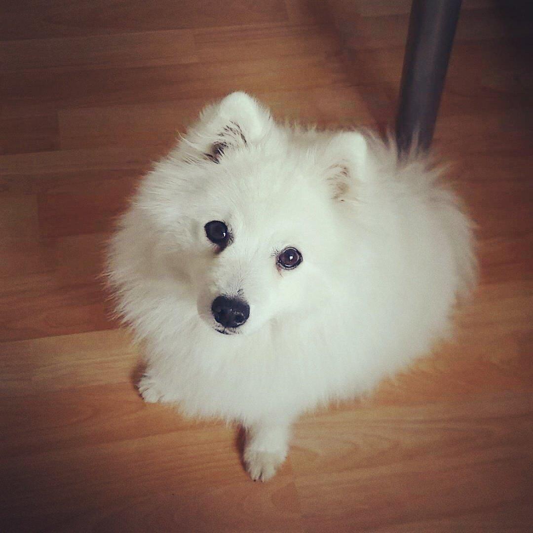 Japansk spids Alma billede 1