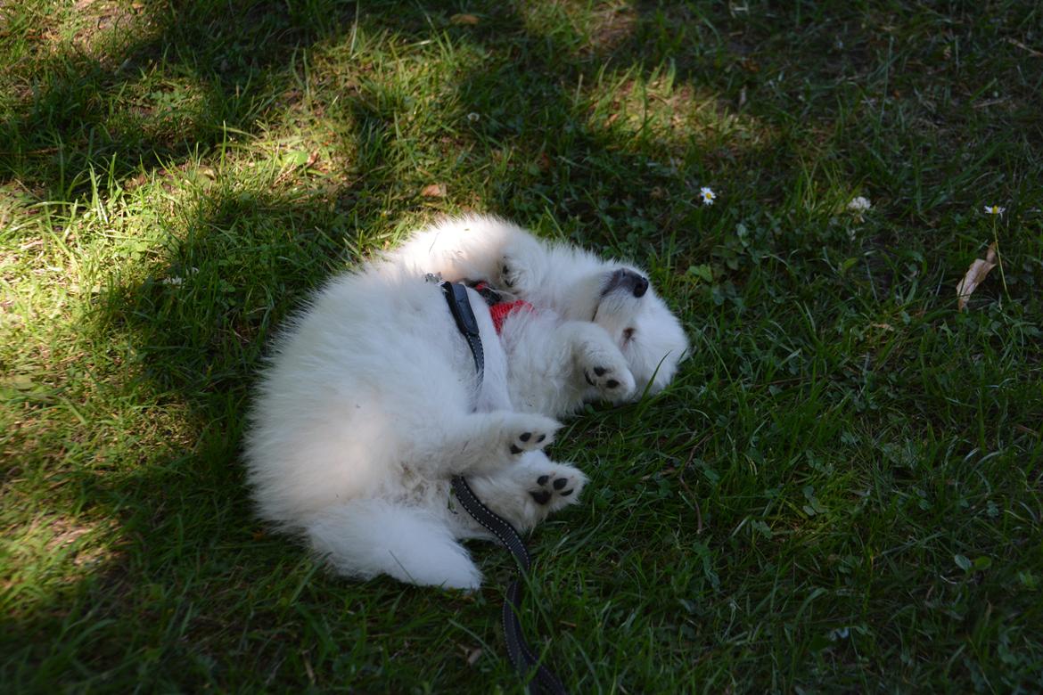 Japansk spids Alma - Alma 9 uger gammel billede 2