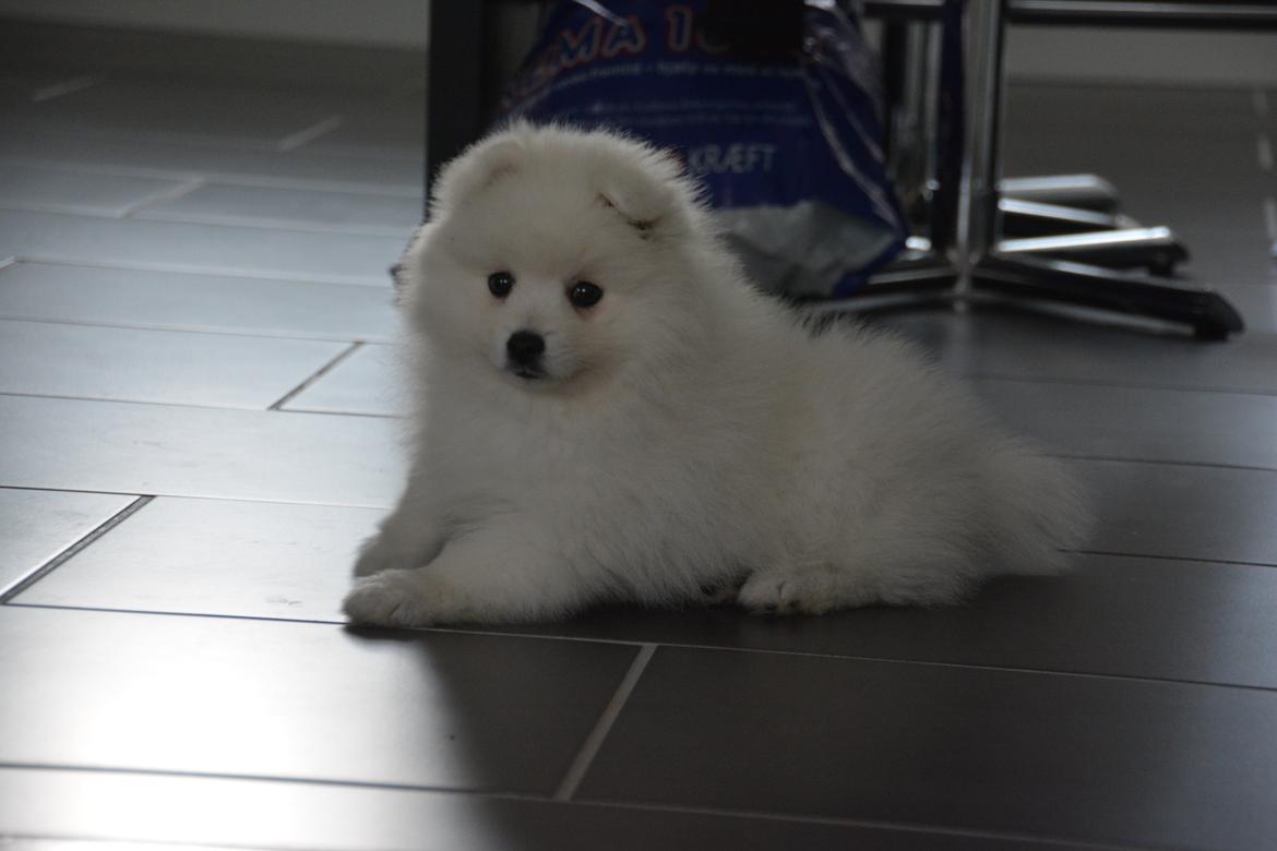 Japansk spids Alma - Alma 9 uger gammel billede 3