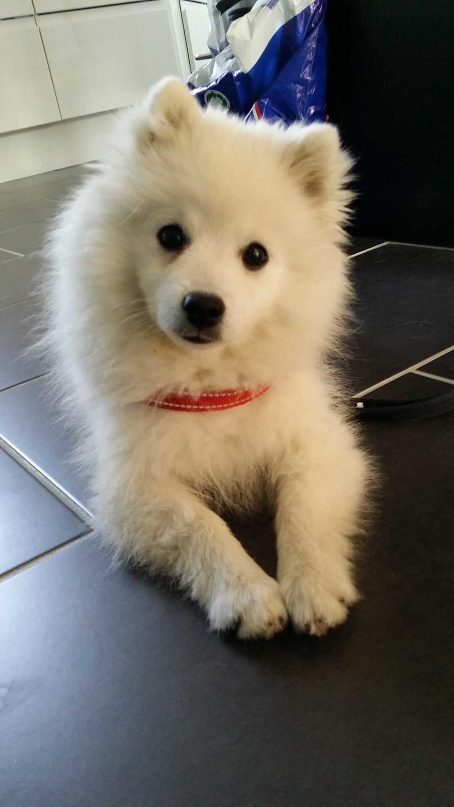 Japansk spids Alma billede 4