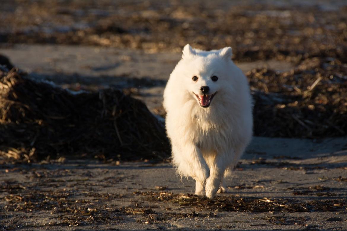 Japansk spids Alma billede 5